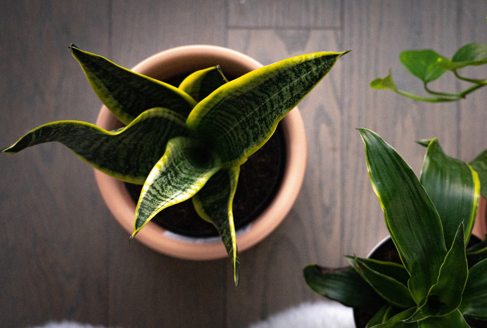 The 5 Best Office Plants for Beginner Plant Parents